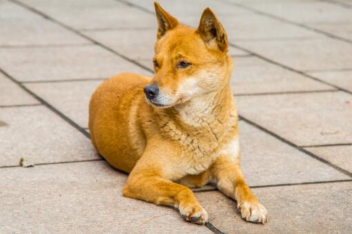 大连回应中华田园犬为何属禁养犬具体是怎么回事附详情