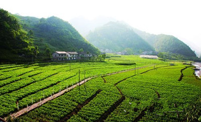 土地在那里可以租到,种农作物用,怎么样,在广西.(图12)