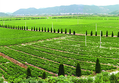 临桂县土地征收沙木多少钱一亩