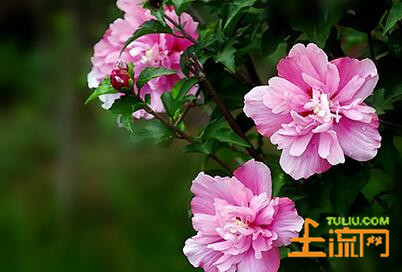 一般木槿花是在几月开花?
