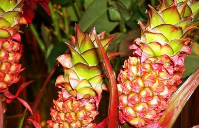 热带菠萝树长什么样?菠萝种下后几年结果?