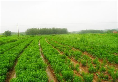 甜叶菊高产栽培技术和方法_种植项目_农业信息网_电商