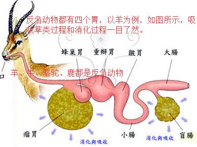 最坚硬的食物首先进入第一个腔——瘤胃,并储存在那里.