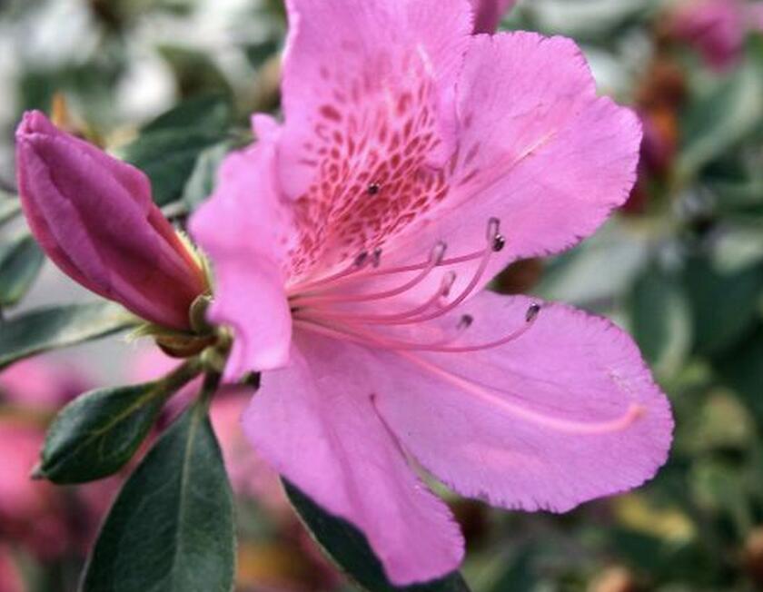 湖南有芙蓉国之誉,且长沙市辖有芙蓉区,以至有不少人误以为芙蓉是市花