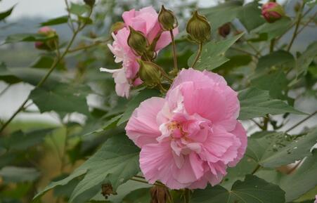 成都市树市花是什么