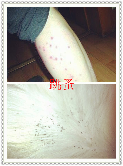 可恶的跳蚤怕什么药和气味怕水花露水和樟脑丸吗