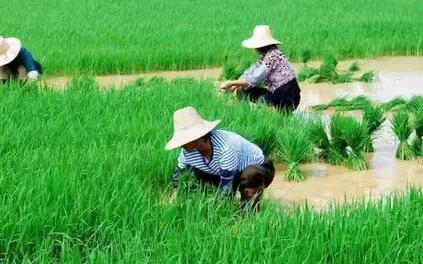 水稻插秧的这些耕作小技巧你都知道吗