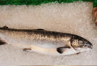 桂鱼,鳜鱼,鲑鱼是同一种鱼吗一般要多少钱一斤