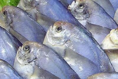 鲳鱼多少钱一斤是海鱼还是淡水鱼怎么做好吃