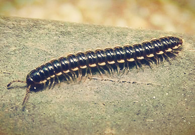 农业项目 养殖项目马陆(millipede)也叫 千足虫, 千脚虫, 秤杆虫,那么