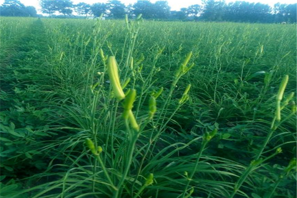 黄花菜批发,黄花菜价格