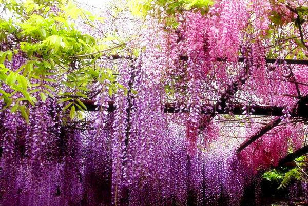 紫藤萝花像什么?有什么作用?一般在几月开花?