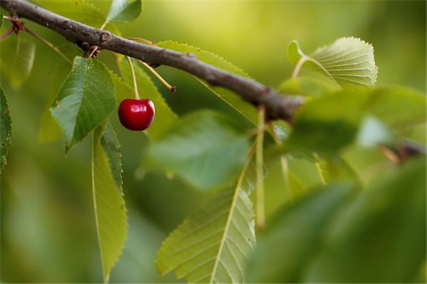 樱桃树需要嫁接吗应该怎样种植