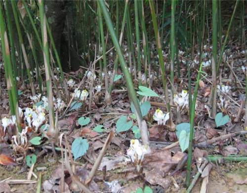 春砂仁价格多少钱一斤种植前景如何是哪里的特产