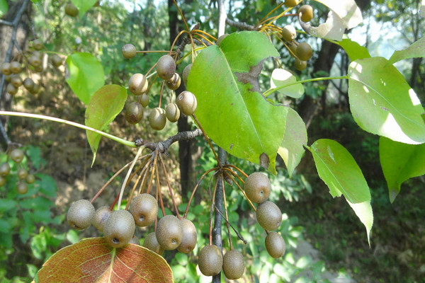 棠梨子的功效 图片合集