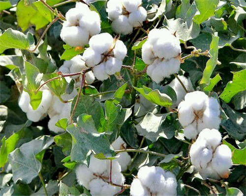 棉属植物棉花一般什么时候种植产地分布在哪些地方