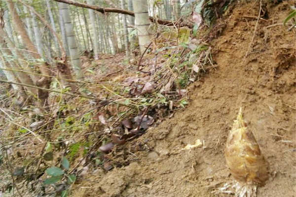 冬笋一向是生长在南方深山竹林里的美食,让人越吃越想吃.