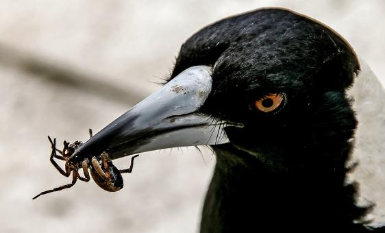 啄木鸟喜鹊燕子是益鸟还是害鸟主要吃什么食物
