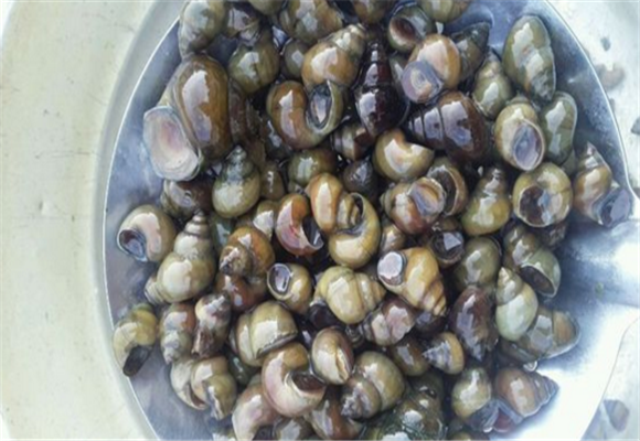 田螺是发物吗?它不能和什么一起吃?哪些人不宜食用?