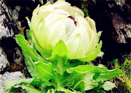 雪莲花可以人工种植栽培吗?2018年雪莲花价格多少钱一斤?