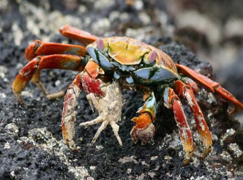 甲壳类动物螃蟹有几条腿?喜欢吃什么?常见的养殖方式有哪些?