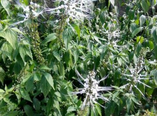 猫须草多少钱一斤?如何种植?有哪些功效及作用?