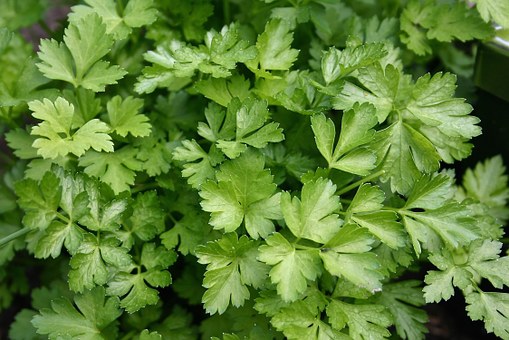 特殊香味植物香菜一年可以种几次?生长周期是多长?