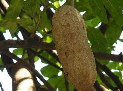 常绿乔木吊瓜树长什么样它的果实能吃吗如何取种子