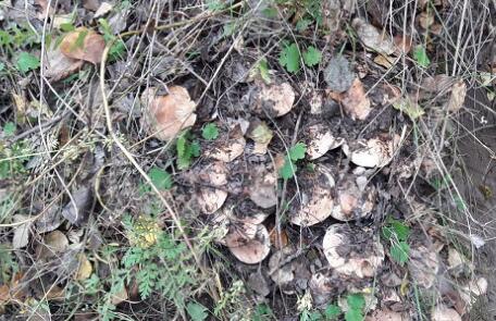 野生食菌杨树口蘑一斤大概多少钱?可以人工种植吗?哪里比较多?