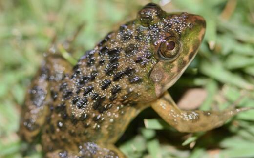 "亚洲之蛙"田鸡(虎纹蛙)是国家保护动物吗?和青蛙有什么区别?