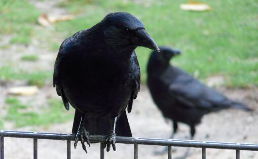 为什么乌鸦是不吉利的象征 -养殖知识- 土流网