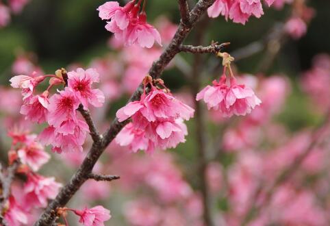 2018日本樱花一般什么时候开?樱花节是几月几日?(附旅游攻略)