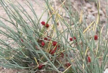 麻黄草一斤能出多少碱?种植麻黄草要审批吗?需要哪些手续?