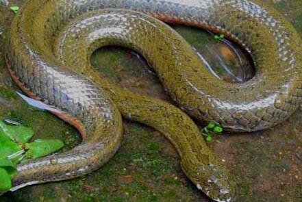 农村水田常见的泥蛇有吗吃什么食物多少钱一斤有什么营养