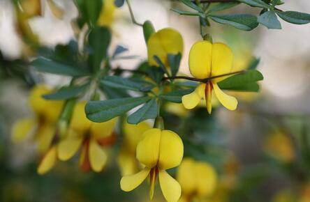 农村野生的金雀花几月开花?它的花能吃吗?价格多少钱一斤?