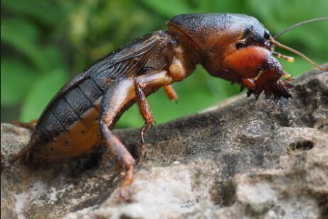 农村常见昆虫蝼蛄(土狗子)喜欢吃什么食物?是害虫吗?可以食用吗?