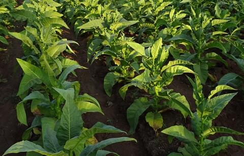 农业项目 种植项目  烟草属茄目,茄科一年生或有限多年生草本植物,草