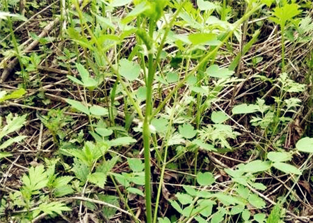 猫爪子菜人工栽培投资小,利润高,市场前景广阔!