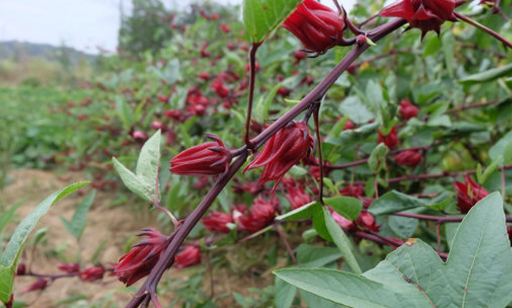 锦葵科洛神花的养殖方法和注意事项?怎么泡茶喝?有哪些作用?