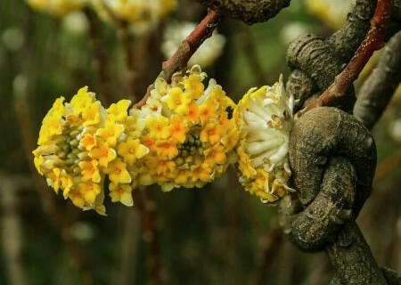 结香花(又名打结花)冬天能开花吗?和瑞香的区别是什么