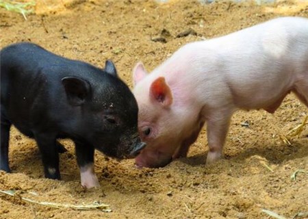 2018年养殖黑猪赚钱吗?养殖技术有哪些?与白猪有什么区别?