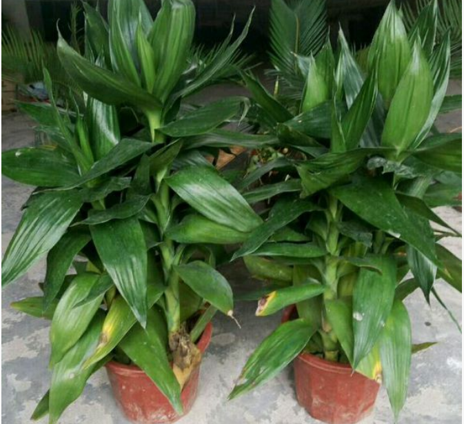 观音竹常被人称为棕竹,很多人喜欢种植观音竹,不仅仅是因为他摆放