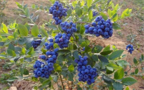 野生蓝莓更好吃!成熟时间是什么时候?