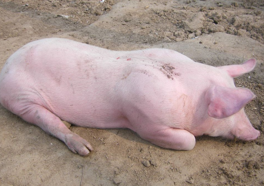 养殖猪的疾病预防:猪"红皮病"治疗技术!