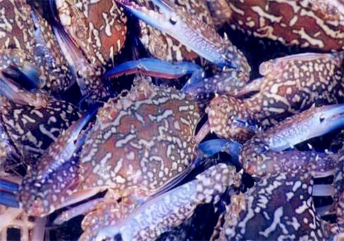 最常见的螃蟹种类及名称大全你知道几种