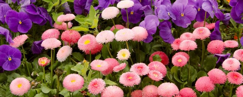 多头菊又称多本菊,是菊科菊属多年生宿根草本花卉,是我国传统四大名花