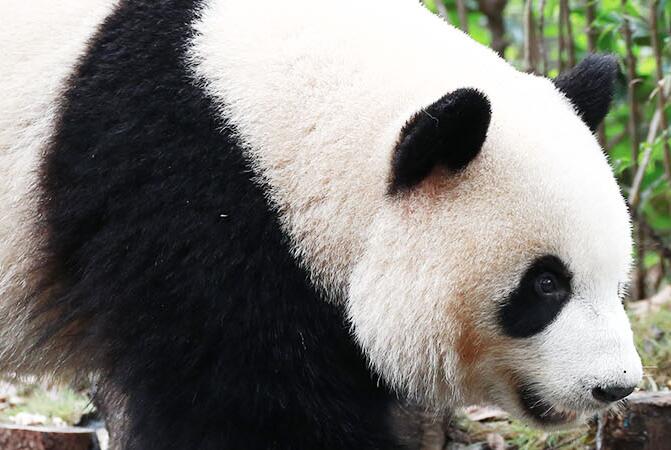 大熊猫是什么科动物