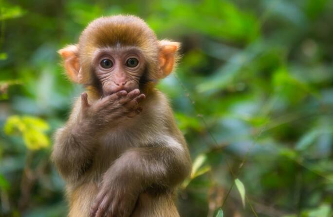 可以养猴子,全世界猴子的种类约有二百种,最小型的猴子是侏儒狨猴,最