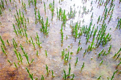 农业项目 种植知识  由于西洋海笋生长所需的肥料可从海水养殖池田的