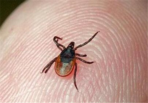 发现蜱虫怎么拔出来?如何鉴别被咬了?附消灭方法!